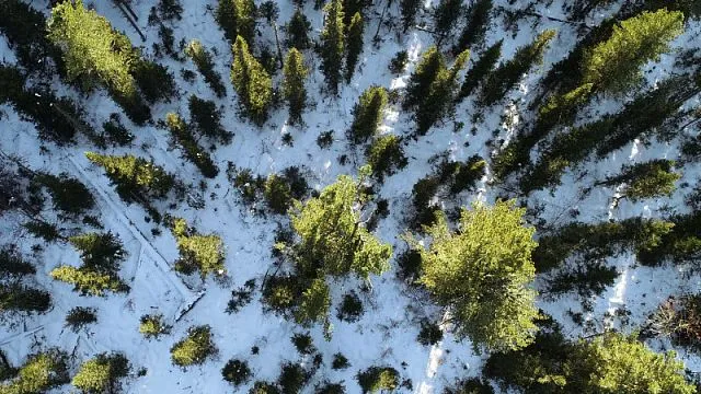 За год в России увеличилась площадь лесов и населенных пунктов